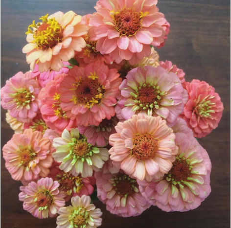 Zinnia, Oklahoma (Salmon)