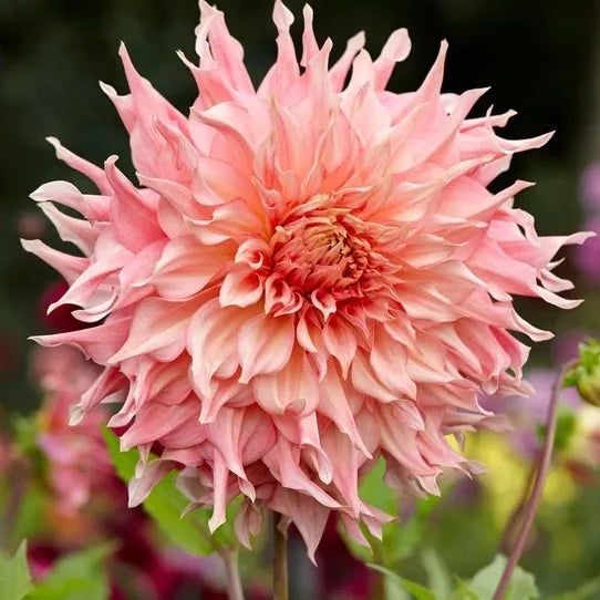 Dahlia (Peach Shades, Medium)