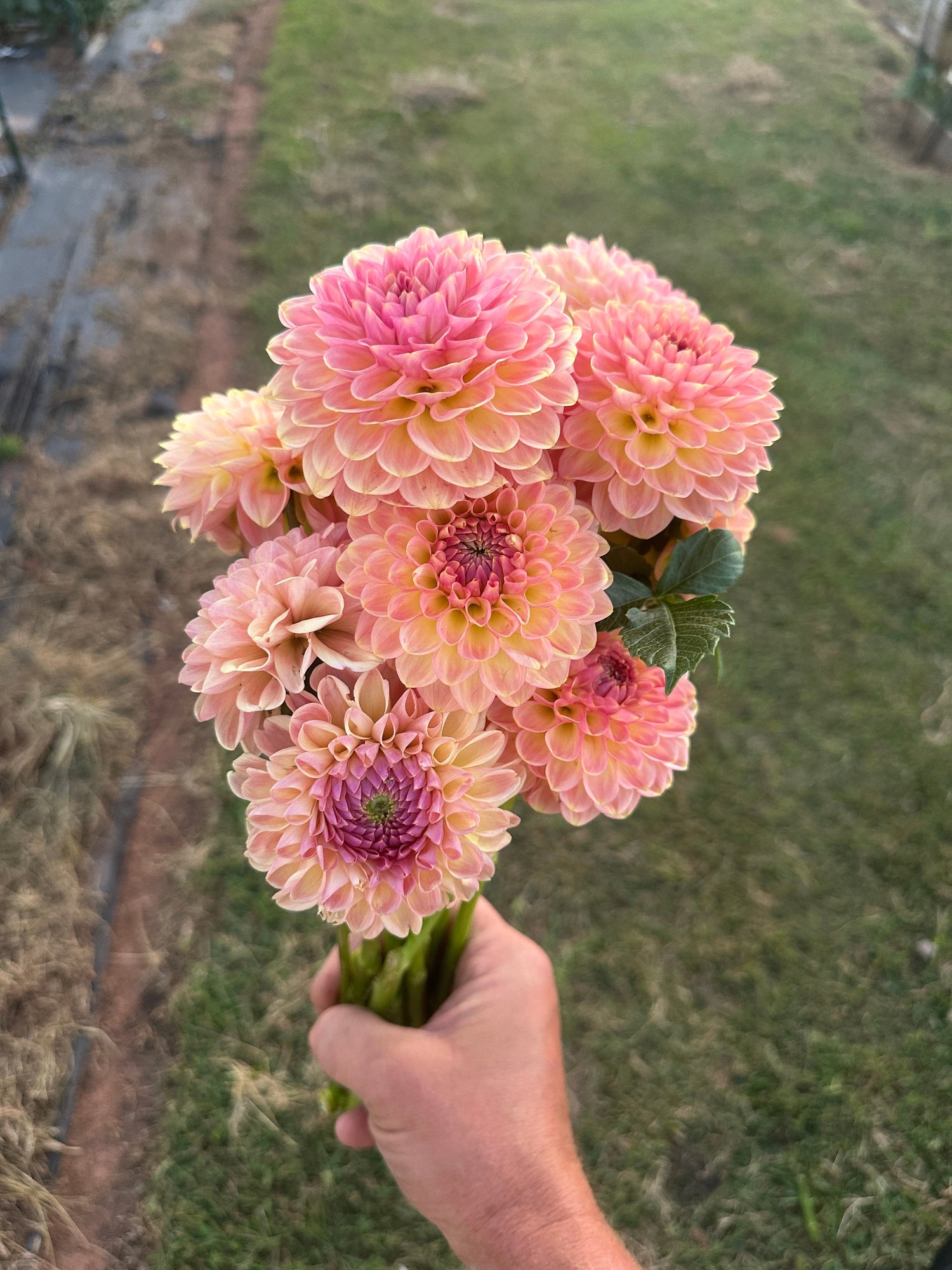 Dahlia Tuber Sale
