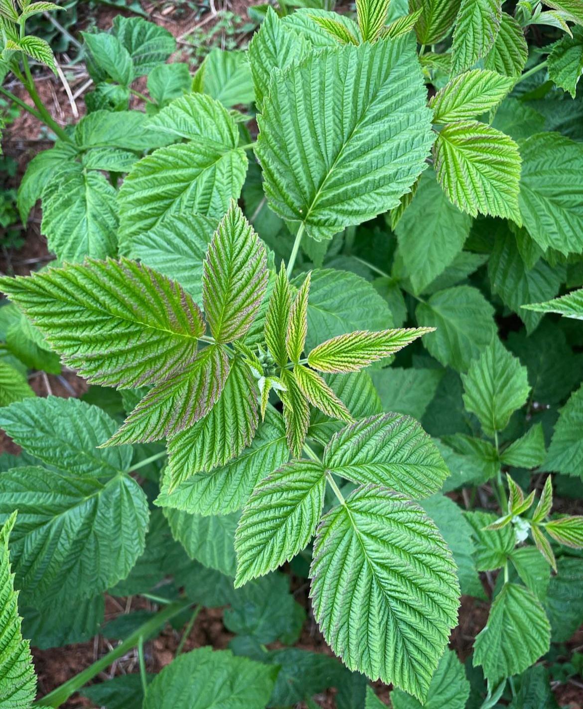 Foliage