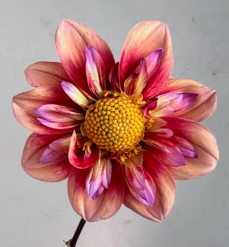 Dahlias