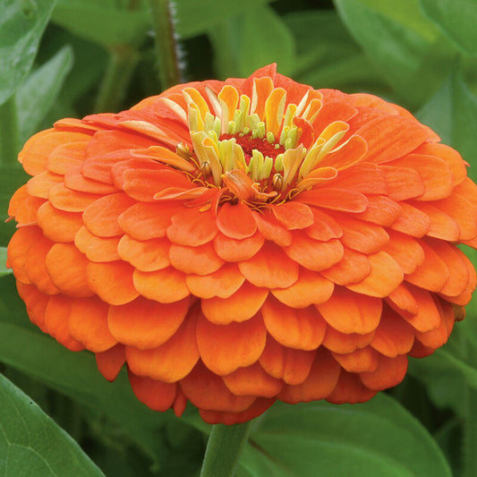 Zinnia, Benary (Orange)