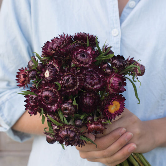 Strawflower (Burgundy)