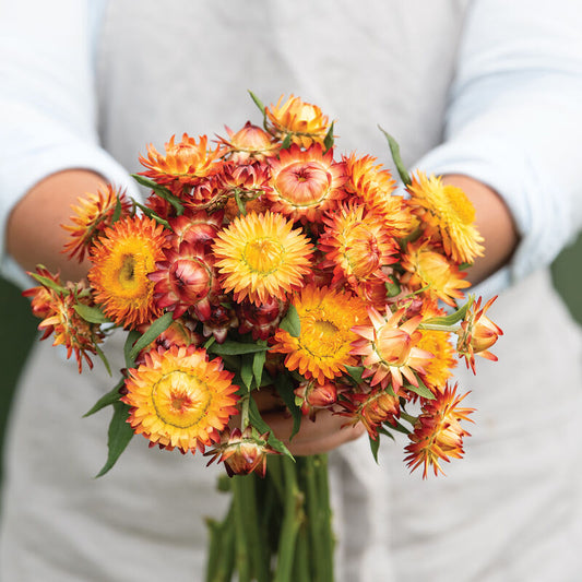 Strawflower (Orange)