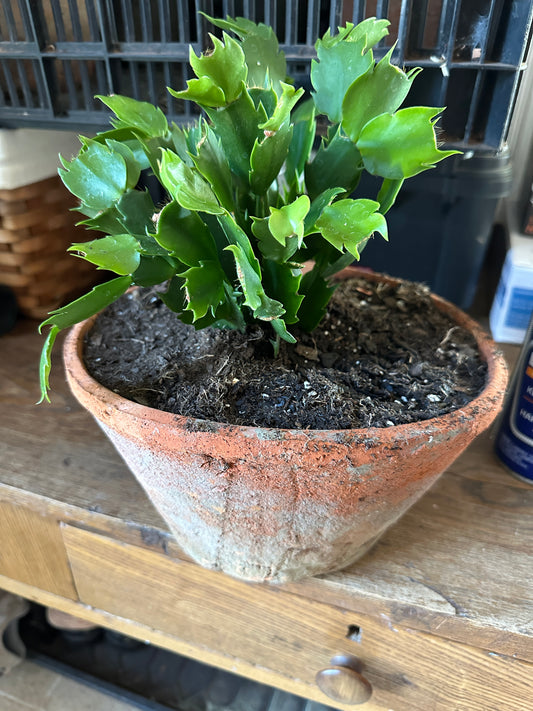 Christmas Cactus Pots