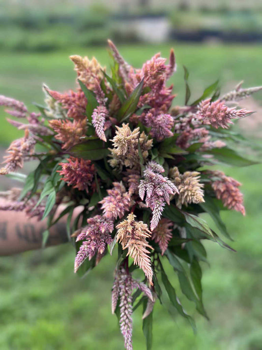 Celosia, Spicata (Floret Rose Gold)