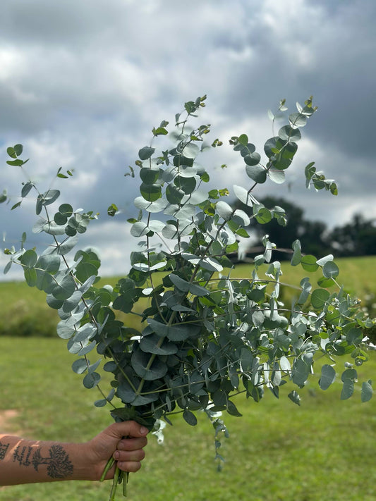 Eucalyptus
