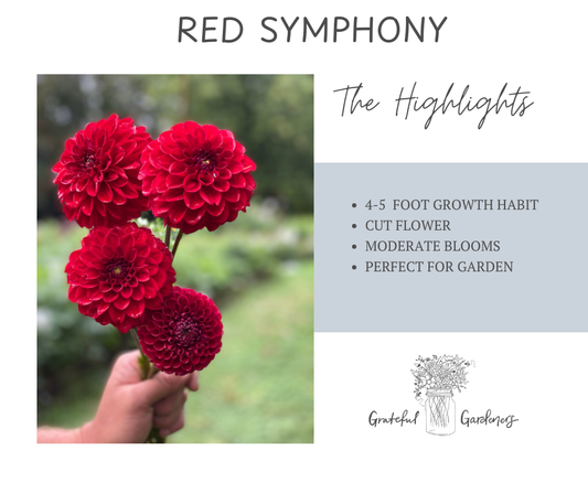 Dahlia Tuber - Red Symphony