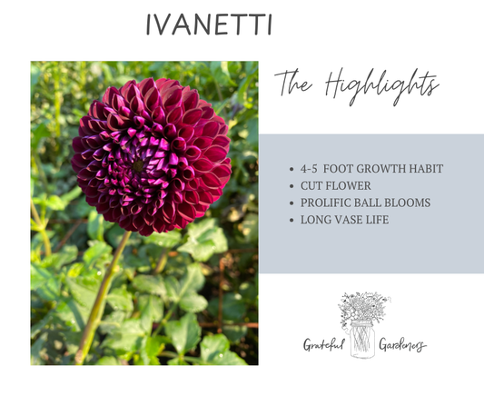 Dahlia Tuber - Ivanetti