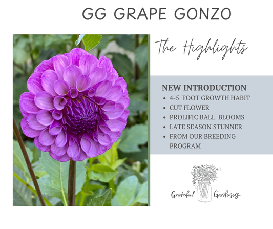 Dahlia Tuber - GG Grape Gonzo