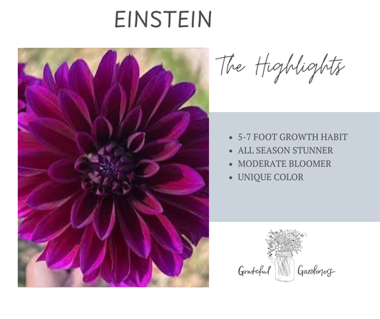 Dahlia Tuber - Einstein