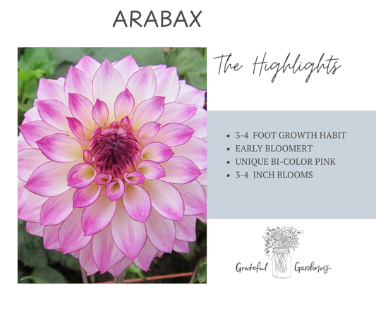 Dahlia Tuber - Arabax