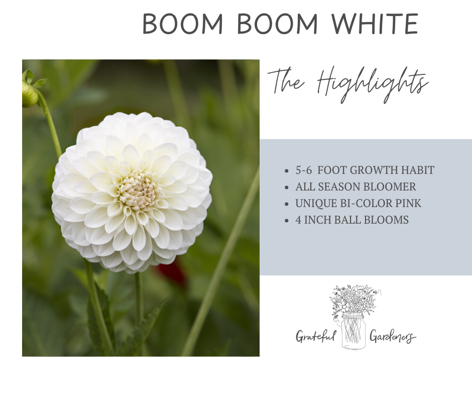 Dahlia Tuber - Boom Boom White