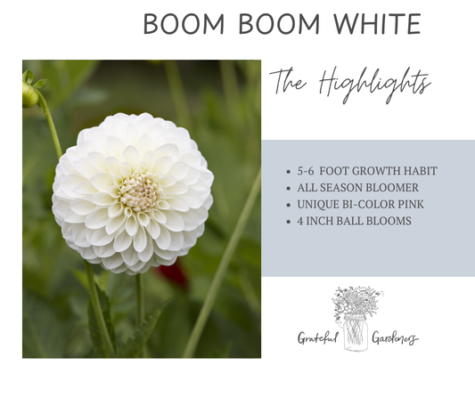 Dahlia Tuber - Boom Boom White
