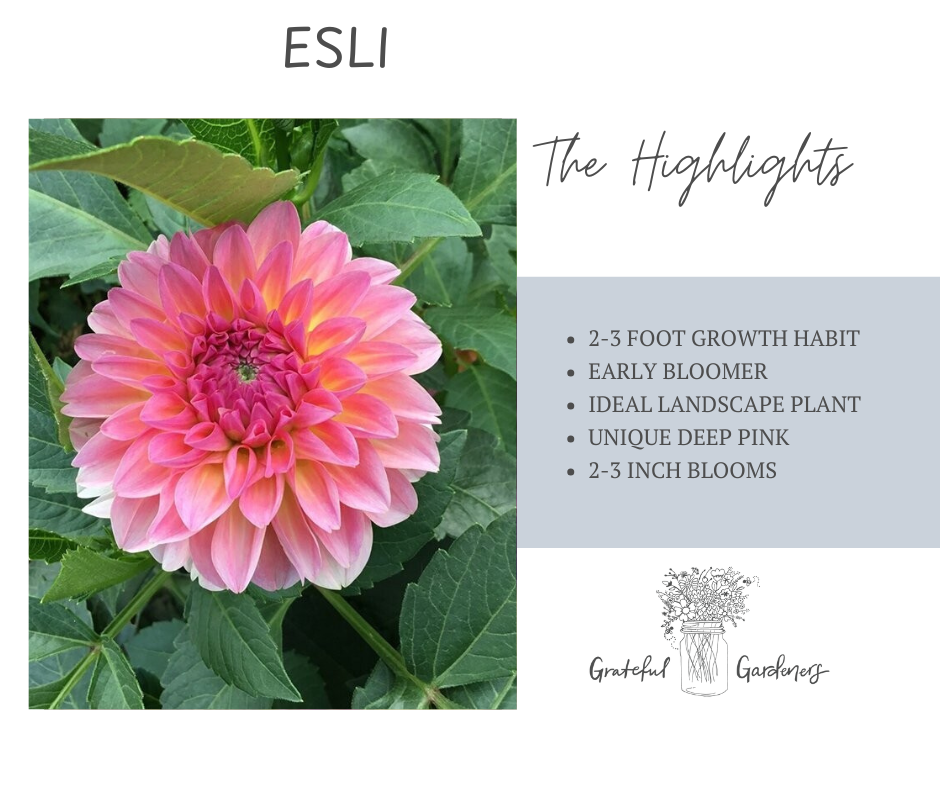 Dahlia Tuber - Esli