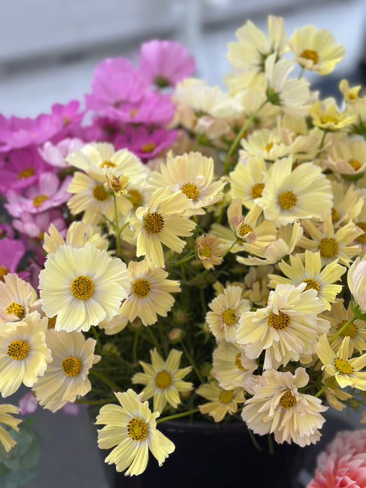 Cosmos by the stem