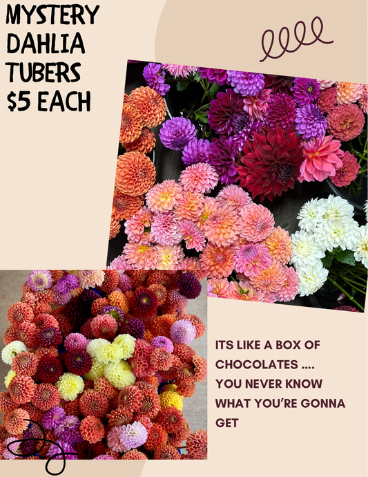 Dahlia Mystery Tuber Single