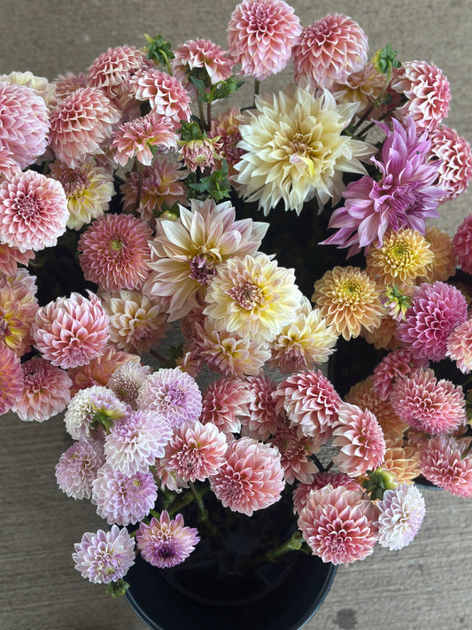 Dahlia 5 stem bunch