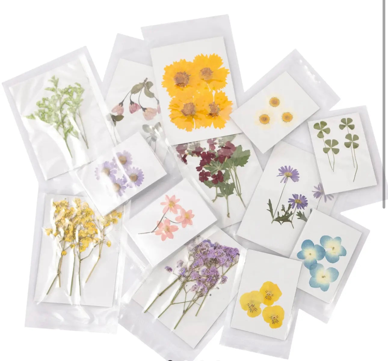 Pressed Flower LARGE