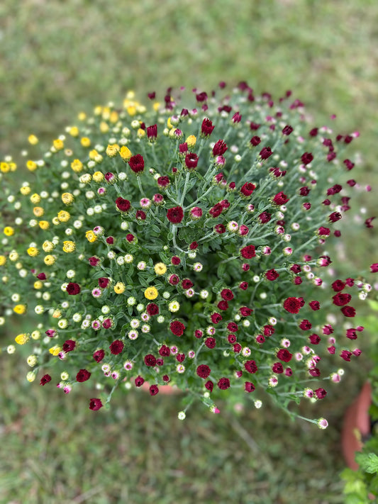 Mum pots