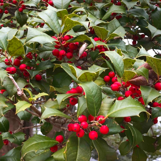 Holly, Red Berry (Medium) **10 BUNCH BALE**