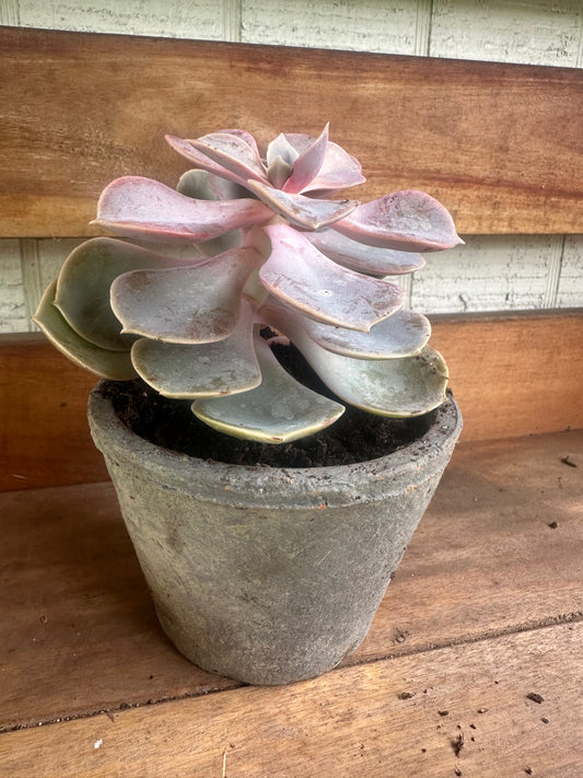 Large gray succulent and pot