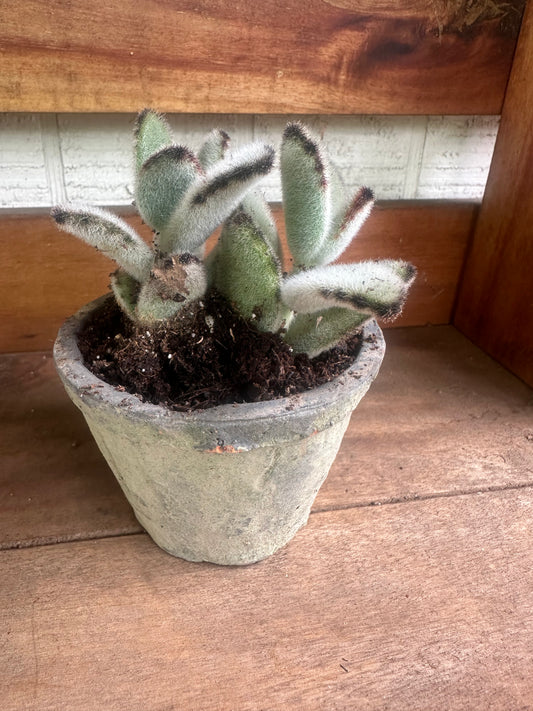 Small gray succulent pot