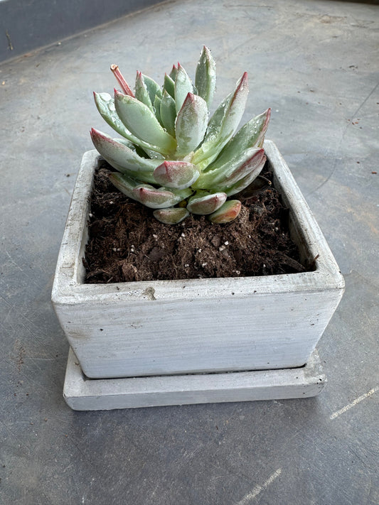 Small square succulent pot
