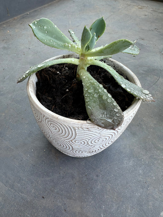 Small white succulent pot