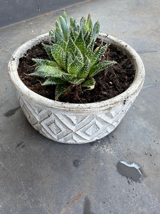 Medium white succulent pot