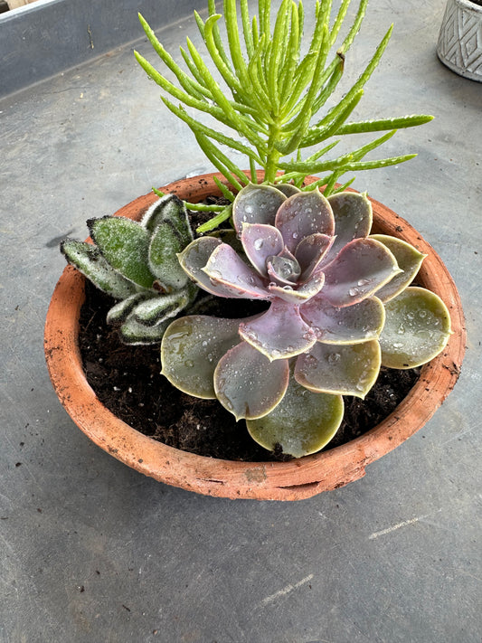 Medium terracotta succulent pot