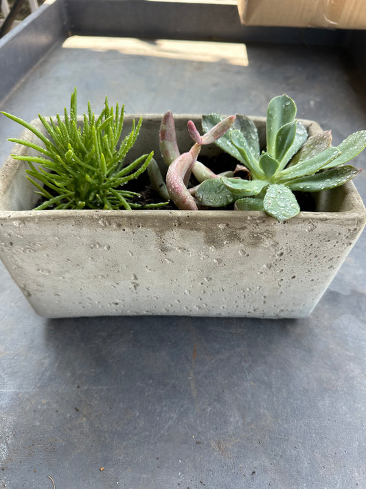 Rectangular large cement succulent pot