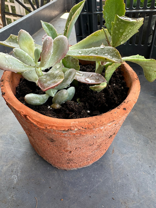 Terracotta succulent large pot