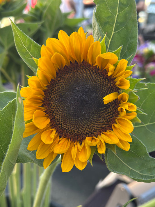 Sunflower 5 stem bunches