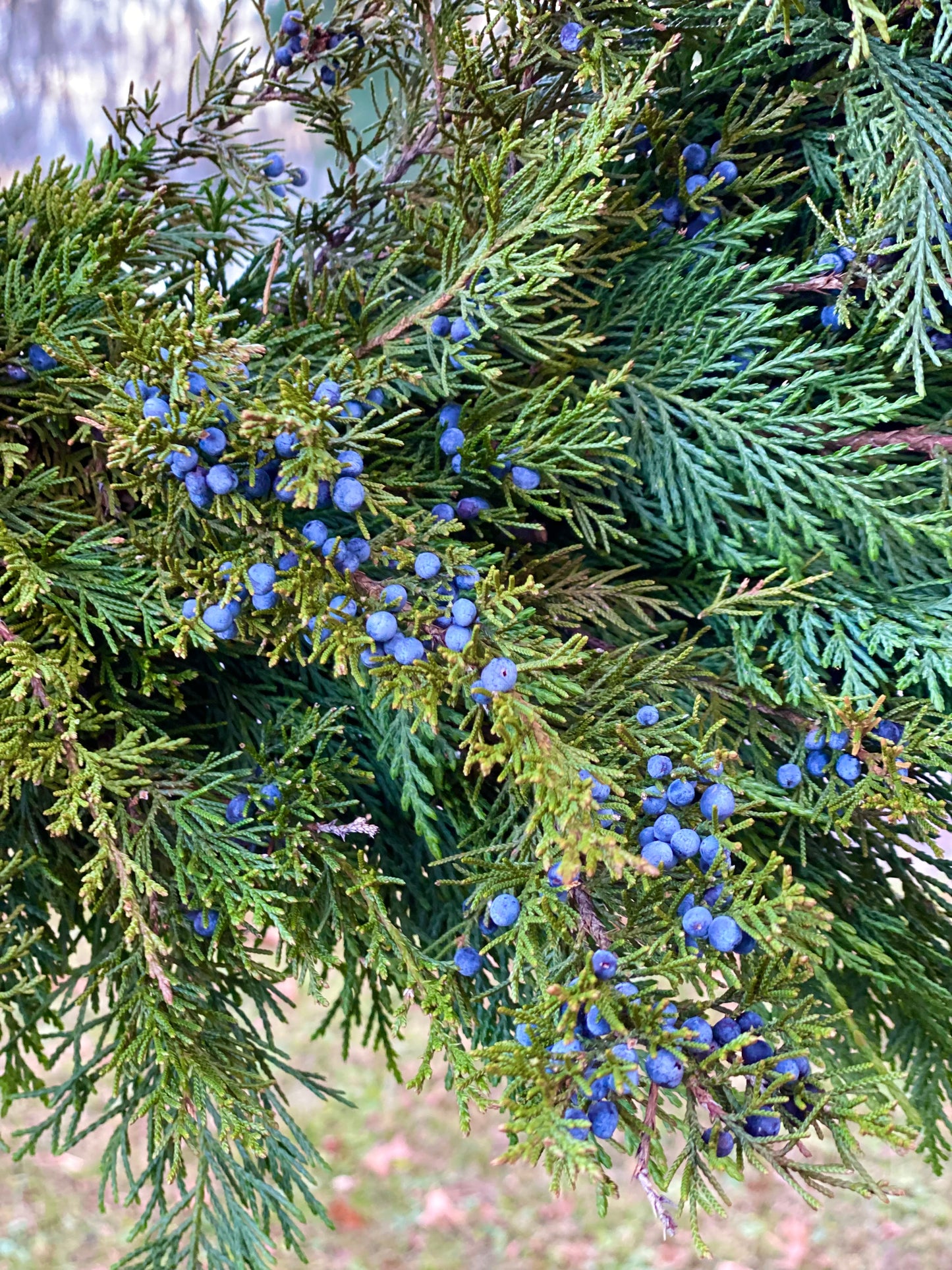 Juniper, Blue (Medium)