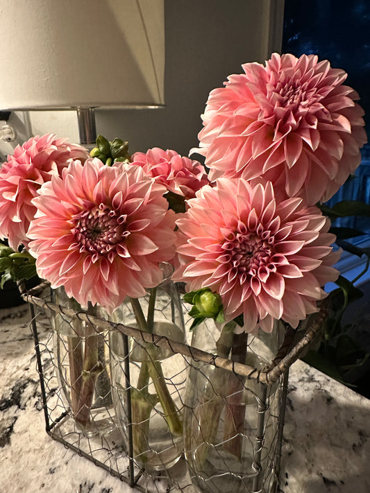 Dahlia vase arrangement