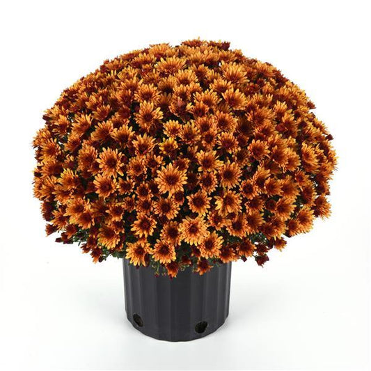 Mum Pots