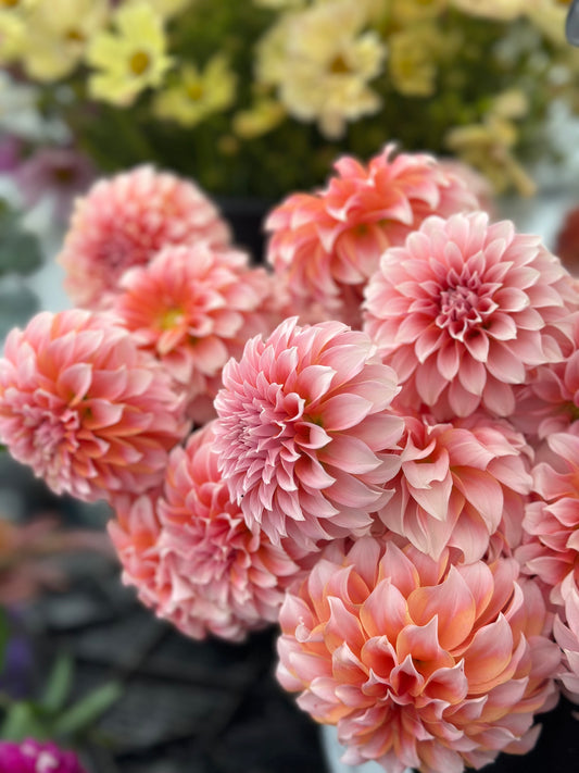 LAST CHANCE Dahlia Flash Sale
