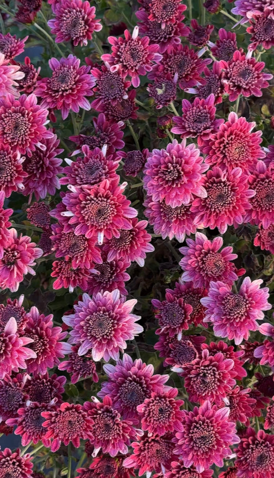 Mum Pots