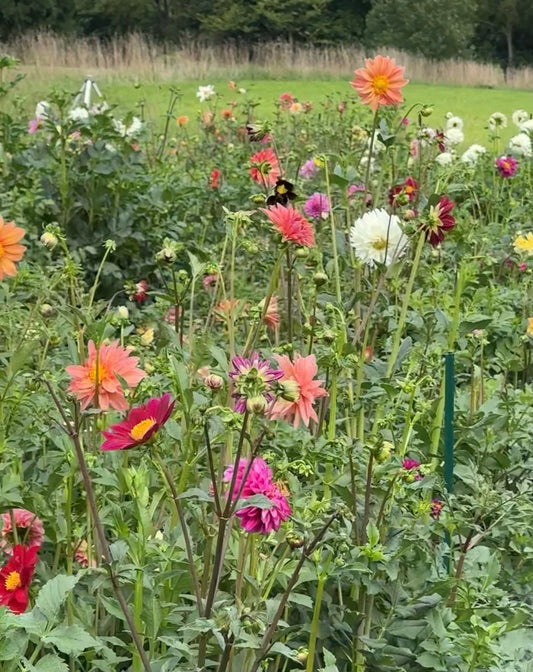 Dahlia, Open-Faced Wildflower Mix
