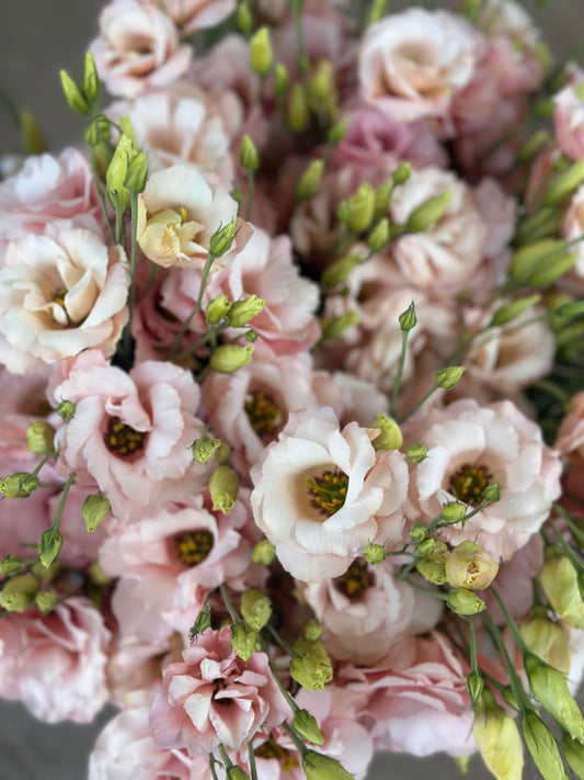Lisianthus 5 stem bunch