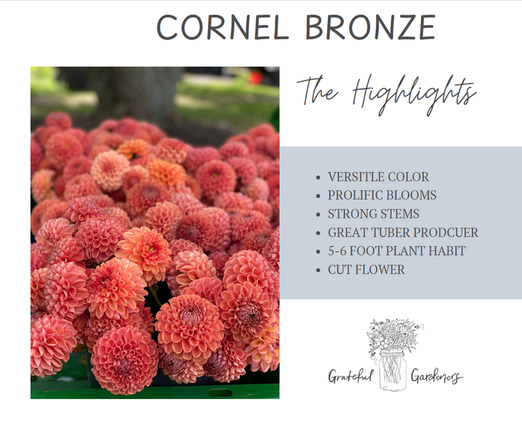 Dahlia Tuber - Cornel Bronze