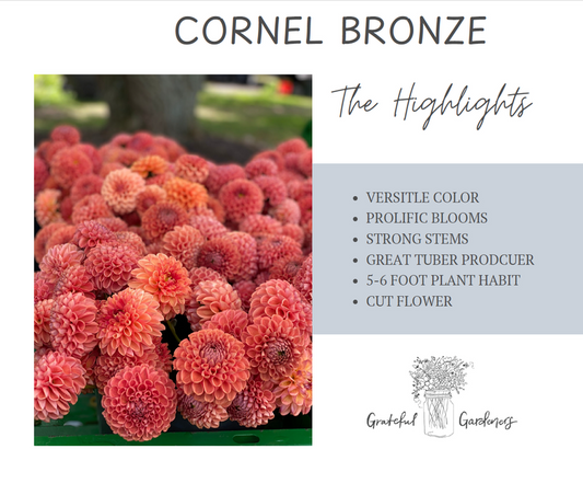 Dahlia Tuber - Cornel Bronze