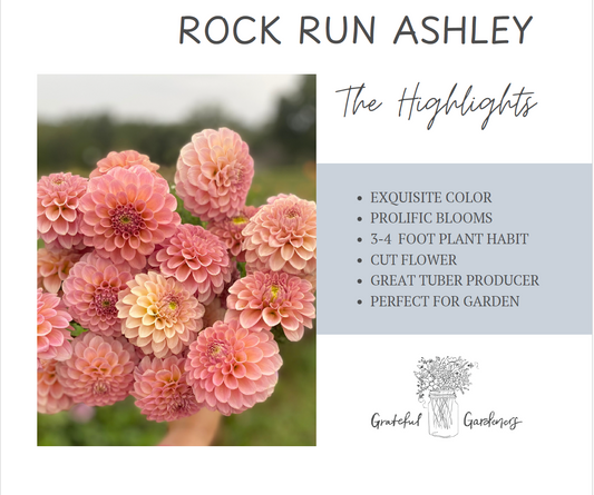 Dahlia Tuber - Rock Run Ashley
