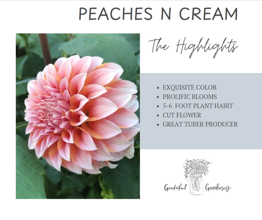 Dahlia Tuber - Peaches N Cream