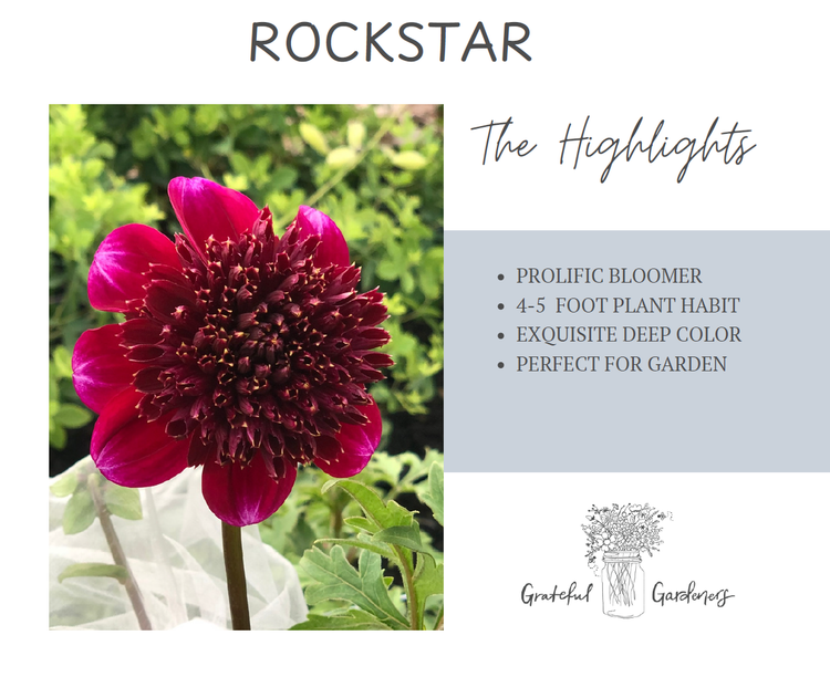 Dahlia Tuber - Rockstar