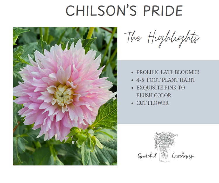 Dahlia Tuber - Chilson's Pride