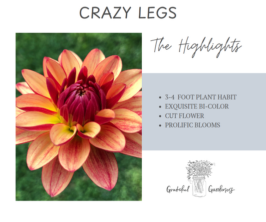 Dahlia Tuber - Crazy Legs