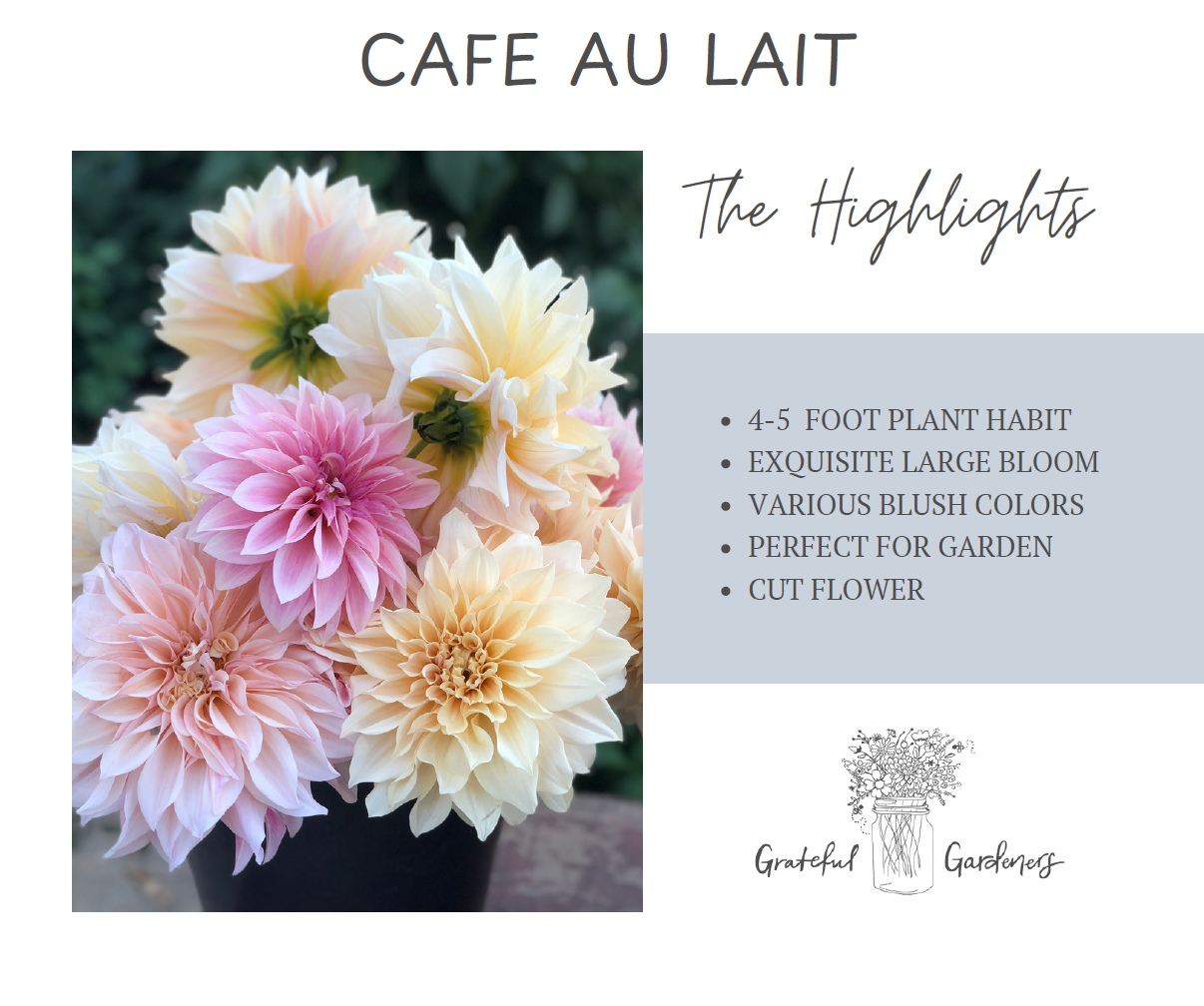 Dahlia Tuber - Cafe au Lait
