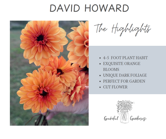 Dahlia Tuber - David Howard